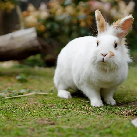 Haus Wilde Rench Apartamento *